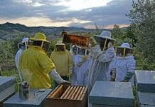 Dall’Europa più fondi all’apicoltura. Copagri Campania: la Regione sostenga i piccoli imprenditori