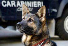 Montoro, il cane Pirat scova l’hashish sotto la mattonella a scuola: denunciati due minorenni