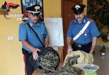 Taurasi, tre chili di marijuana nascosti nel vigneto. Arrestato 52enne