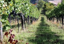 Vitigni resistenti al clima, in Irpinia la ricerca sul Distretto del Vino 4.0