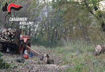 San Mango sul Calore, sventato dai Carabinieri furto di legna