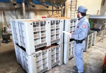 Prodotti alimentari irregolari, blitz dei Carabinieri Forestale Campania: sequestri e denunce