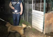 Avellino, Nas di Salerno in un canile abusivo. Denunciato il gestore