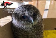 Cucciolo di rapace salvato dai Carabinieri Forestali di Lauro