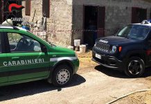 Deteneva suini e bovini non tracciati, denunciato imprenditore ad Ariano