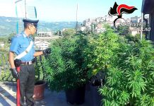 Coltivava canapa in casa, arrestato un 50enne di Taurasi