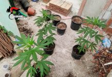 Sequestrata una piantagione di canapa indiana a Paternopoli