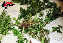 Coltivava canapa in casa, arrestato 60enne a Mirabella Eclano