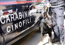 Hashish in camera da letto scovata dal cane antidroga, denunciato 35enne di Cervinara