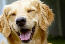 Avellino a misura di cane con le nuove dog toilettes