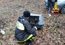 Salvati dai Vigili del Fuoco due cuccioli di lagotto a Caposele