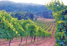 Guerra dell’uva da vino a Candriano, solo metà raccolto richiesto dal mercato. Protestano i viticoltori