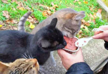 Appello per i gatti randagi in Irpinia: l’Asl Avellino sterilizzi le colonie feline