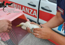 Airone soccorso a Serino dai Carabinieri Forestali e dai veterinari dell’Asl