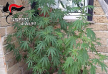 Coltivava marijuana sul balcone ad Aiello del Sabato, denunciata