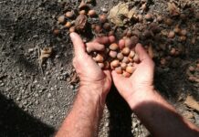 Nocciola irpina Mortarella biologica certificata, la novità del 2020
