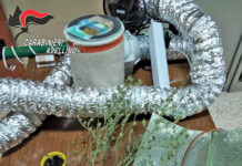 Sequestrate ad Avella piante di cannabis e una serra per la coltivazione