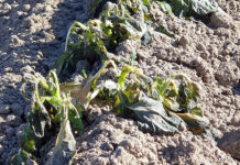 Agricoltura campana colpita dalle gelate, Agronomi: ecco i danni