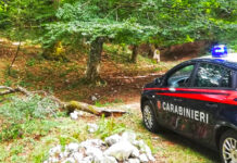 Furto di legna a Montevergine, i Carabinieri denunciano due persone