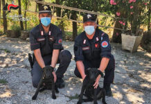 Denunciato a Lioni per abbandono di cani. Identificato da un video