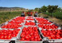 I pomodori restano nei campi, Cia Campania: ristori per i produttori