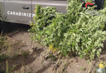 Sequestrata a Contrada piantagione di cannabis. Indagini in corso