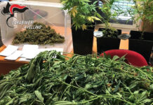 Coltivazione di cannabis a Cervinara, arrestato un 37enne