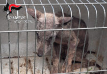 Cucciolo di lupo salvato a Montella dai Carabinieri Forestali