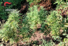 Sequestrate a Taurano piante di cannabis per 80 chili. Indagini in corso