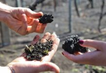 Nuova linfa ai terreni del Vesuvio con l’humus di lombrico