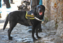 Sasha cane pompiere ‘protagonista del soccorso’ va in pensione