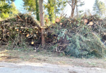 Pineta Sessa di Atripalda, le Associazioni: basta motoseghe