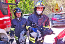 Salvata dai Vigili del Fuoco una capretta finita in una scarpata ad Atripalda