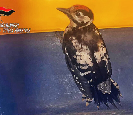 Picchio Rosso Maggiore soccorso dai Carabinieri Forestali a Verteglia