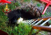 Salvataggio di animali domestici ad Avellino: Vigili del Fuoco in azione stanotte