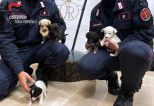 Cinque cuccioli di cane soccorsi dai Carabinieri della Forestale di Lacedonia