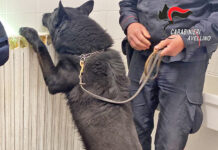 Sequestrato dai Carabinieri hashish nei bagni di scuole superiori ad Ariano