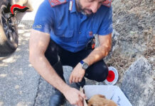 Salvati dai Carabinieri a Calitri 3 cuccioli di cane abbandonati sulla statale